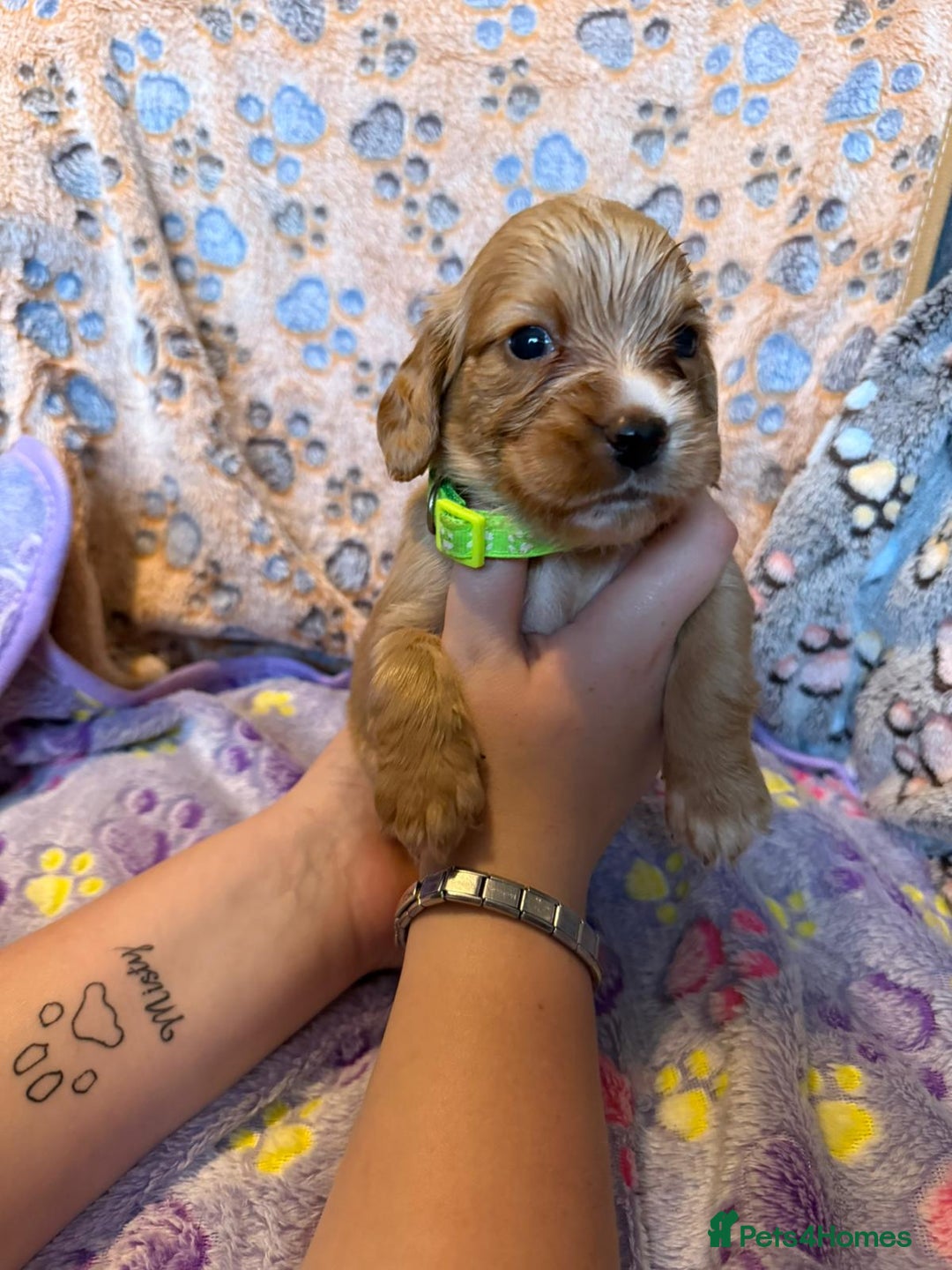 Cocker Spaniel dogs for sale: COCKER SPANIEL LITTER OF 9 IN SCARBOROUGH  - Image 10
