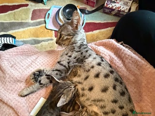 Savannah cats - Advert 10