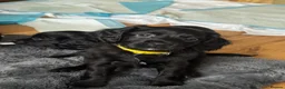 Mixed Breed dogs for sale: Male springalier puppy for sale  - Advert 6