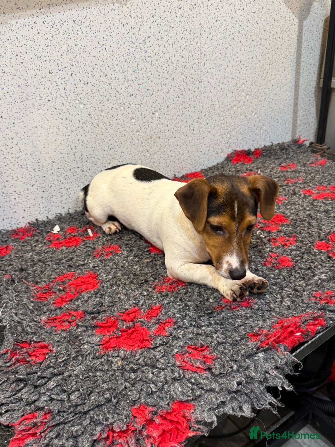 Jack Russell dogs for sale: Jack Russell male  - Advert 8