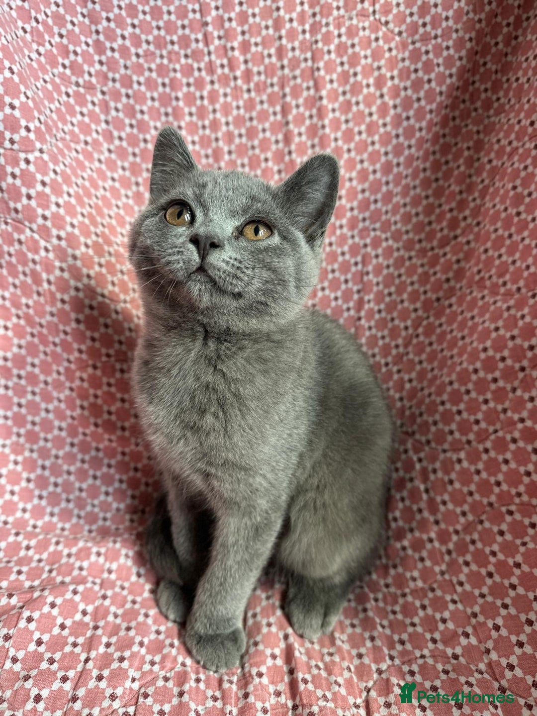 Brazilian Shorthair cats for sale: British shorthair 13 weeks old - Image 2
