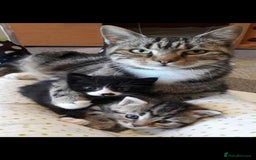 Mixed Breed cats for sale: 11 week old little boy - Image 2