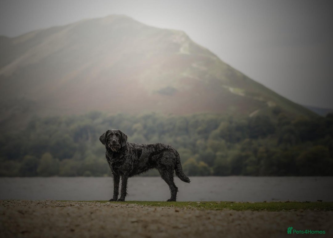 Double Doodle dogs for sale: Coming soon - Double Doodle puppies  - Advert 3