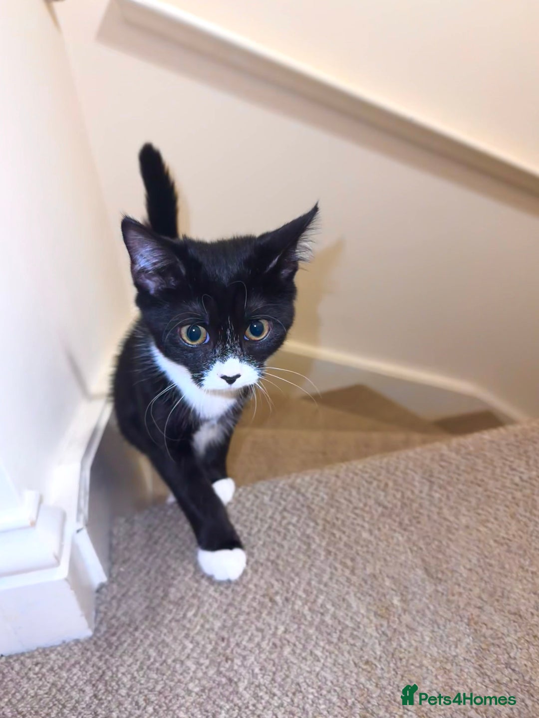 Domestic Shorthair cats for sale: 5month old female kitten - Advert 8