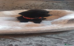 Mixed Breed dogs for sale: Miniature Chiweenies  - Image 5