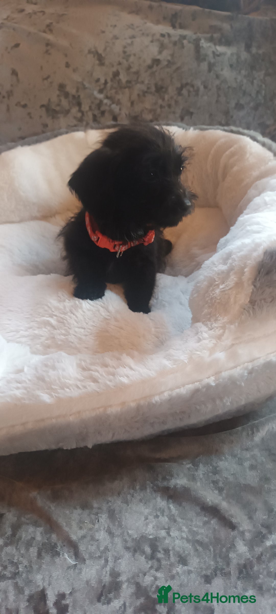 Mixed Breed dogs for sale: Miniature Chiweenies  - Image 5