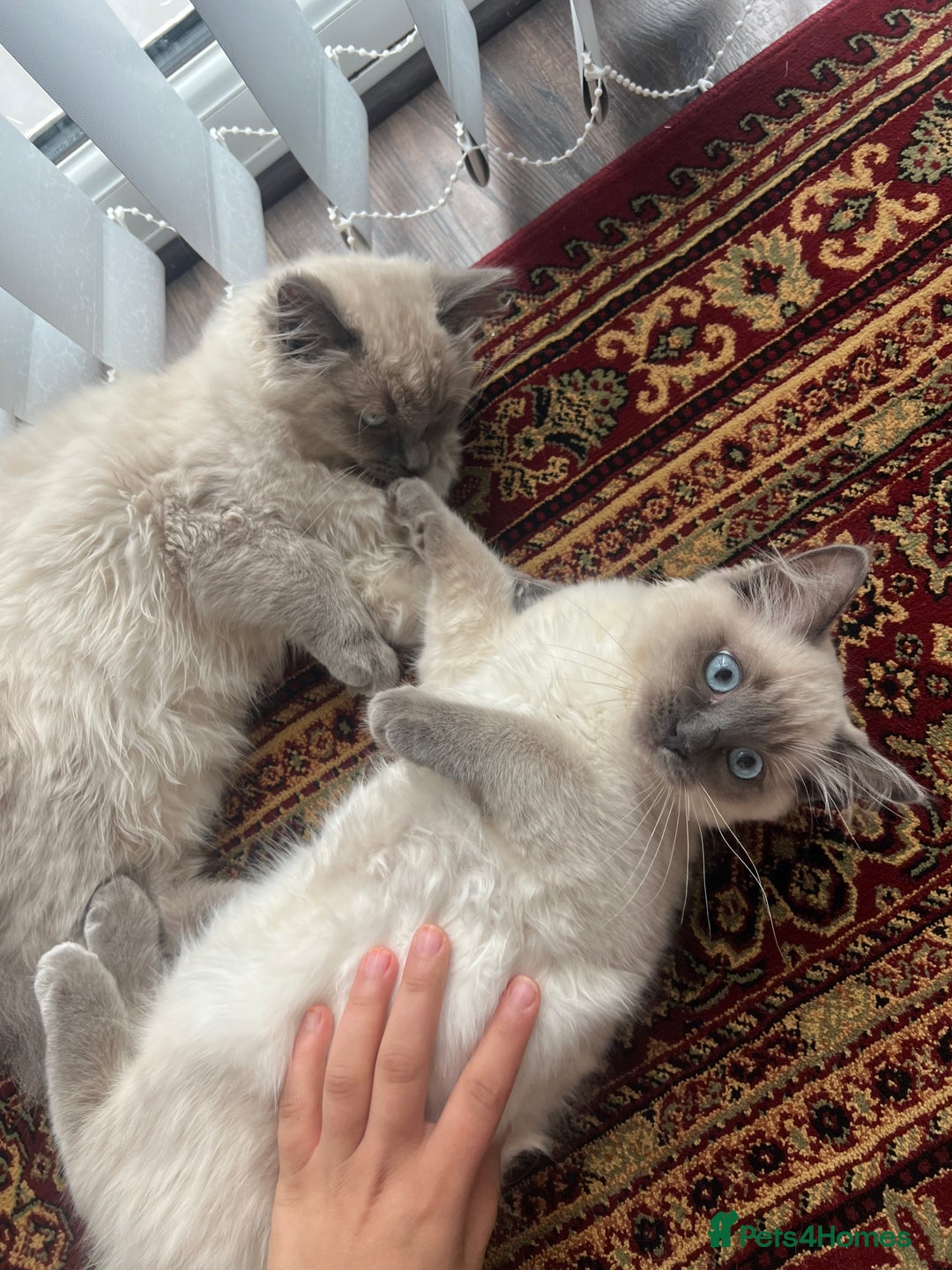 Ragdoll cats for sale: Gorgeous Ragdoll Kittens- 20 weeks old, Ready Now! - Image 3