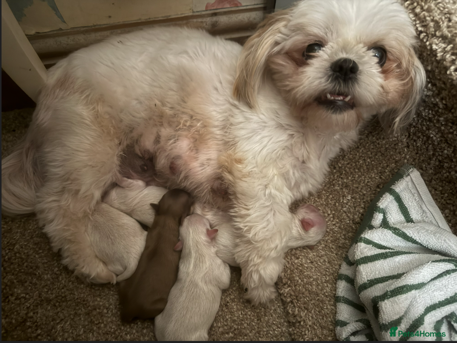 Shih Tzu dogs Absolutely Gorgeous Shih tzu pups. 3 boys - Advert 7