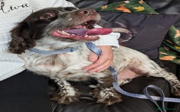 English Springer Spaniel dogs for adoption: DAISEY THE SPRINGER & WINNIE THE LABRADOR X PARSON - Image 15