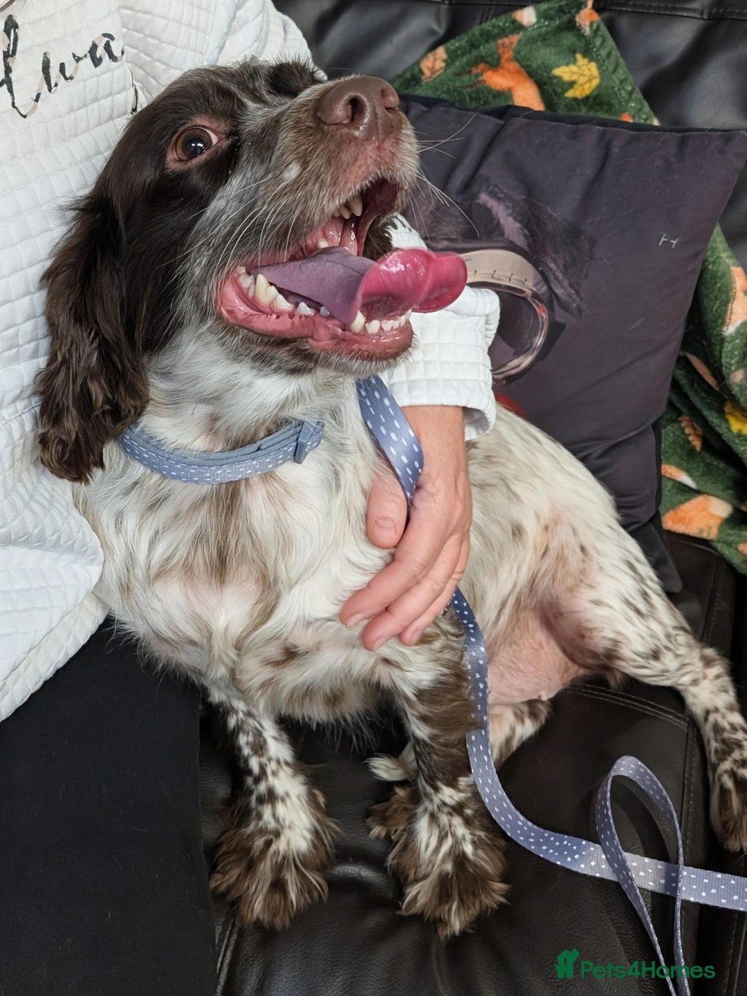English Springer Spaniel dogs for adoption: DAISEY THE SPRINGER & WINNIE THE LABRADOR X PARSON - Image 15