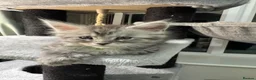Maine Coon cats for sale: Stunning Maine coon kittens in Newcastle upon Tyne - Advert 3