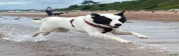 Mixed Breed dogs for adoption: Meet Missy, currently residing in Devon in Tiverton - Advert 5