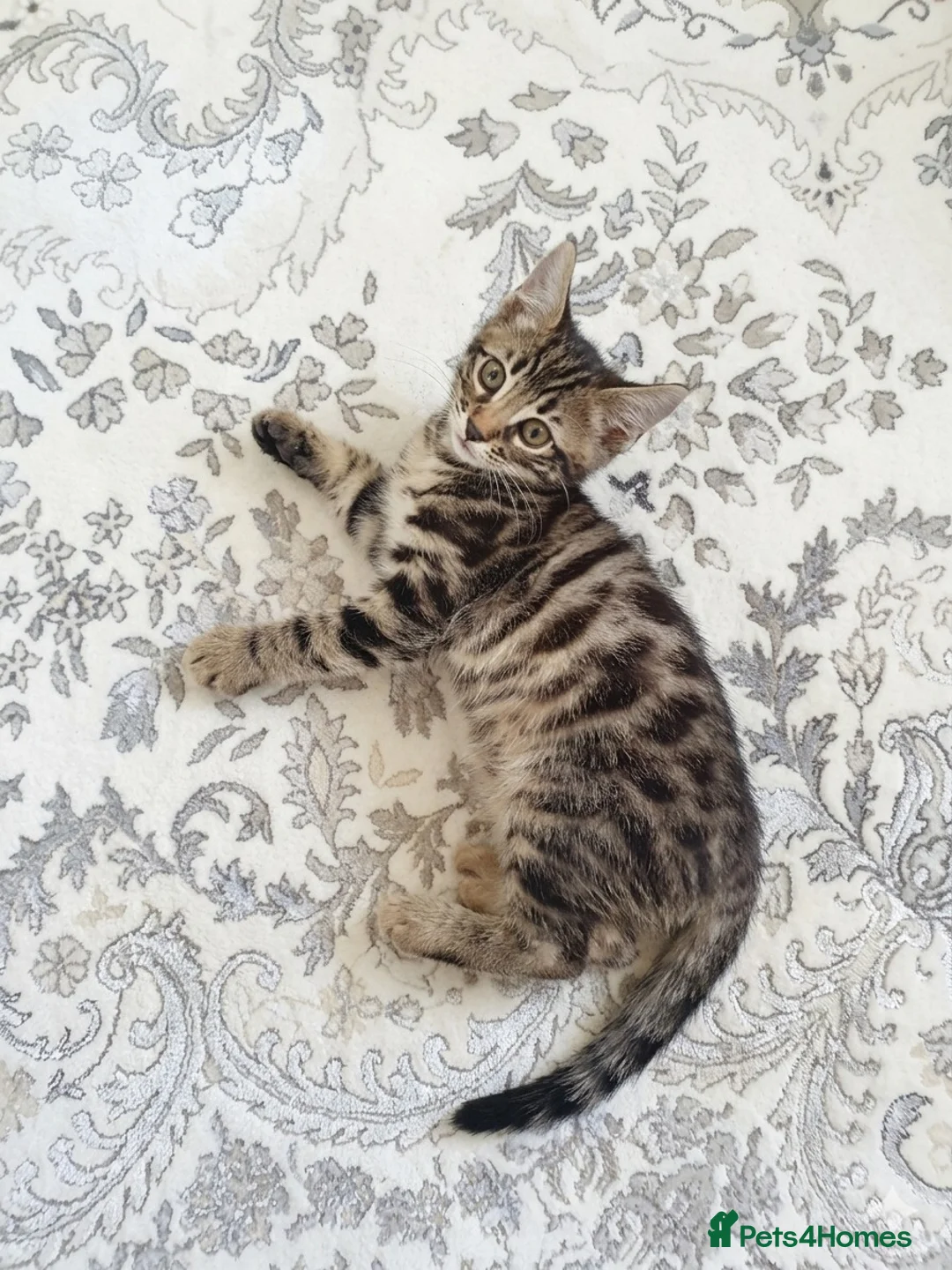 Mixed Breed cats for sale: Part Bengal kitten for sale in Birmingham - Advert 1