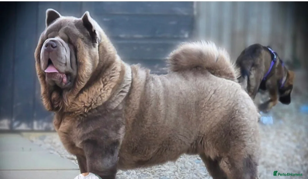 Chow Chow dogs for sale: Blue Smooth and Rough KC boys - Advert 3