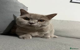 Brazilian Shorthair cats for sale: british short hair cats male  - Image 5