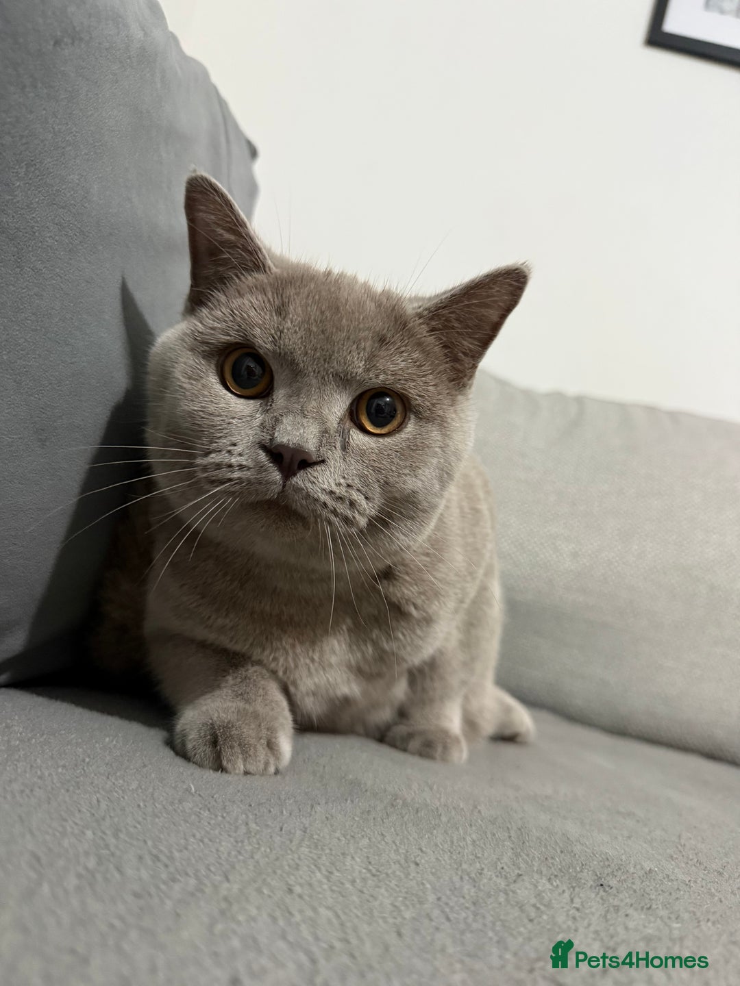 Brazilian Shorthair cats for sale: british short hair cats male  - Image 5