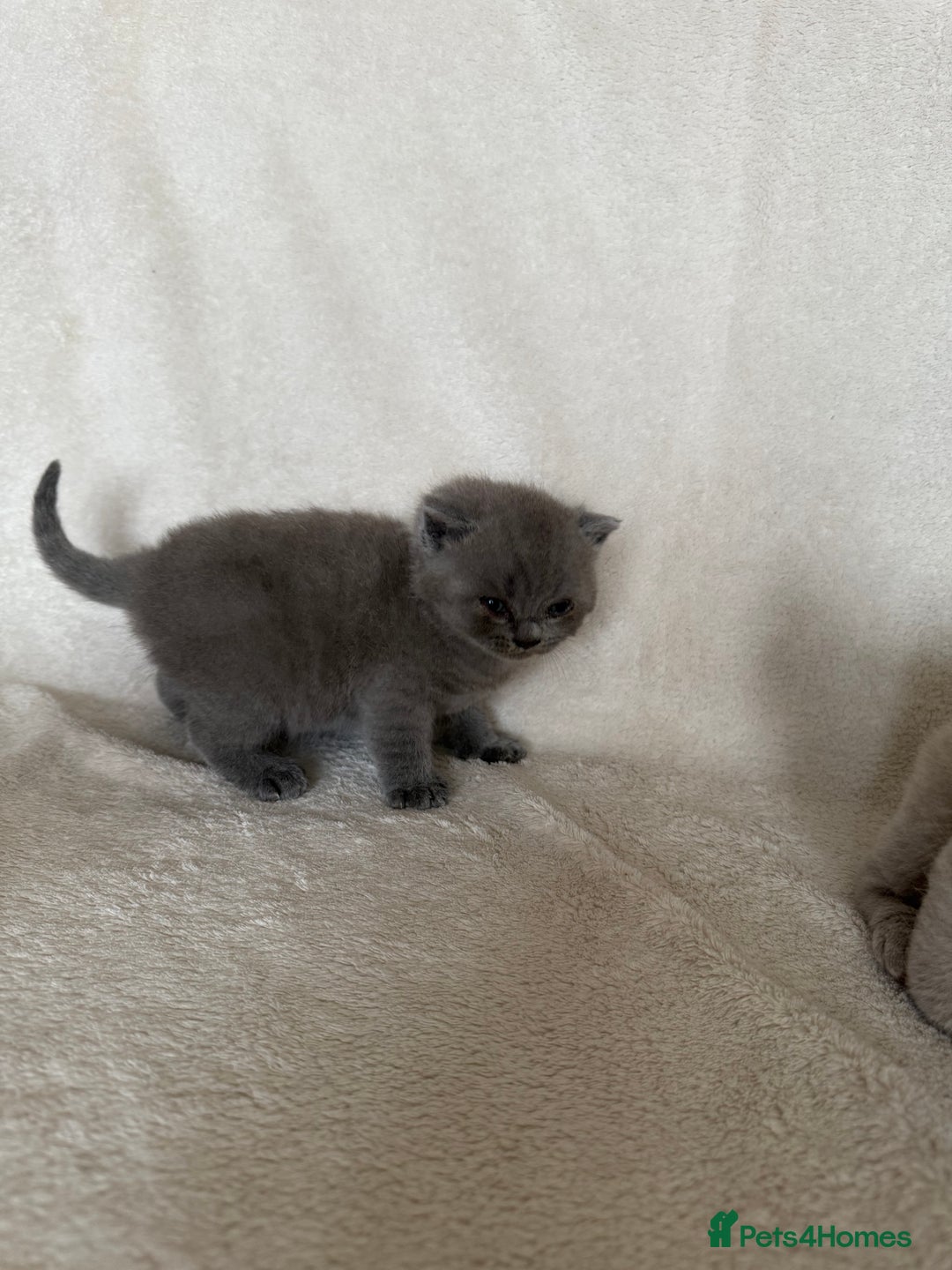 British Shorthair cats for sale: Gorgeous purebred British shorthair kittens - Image 3