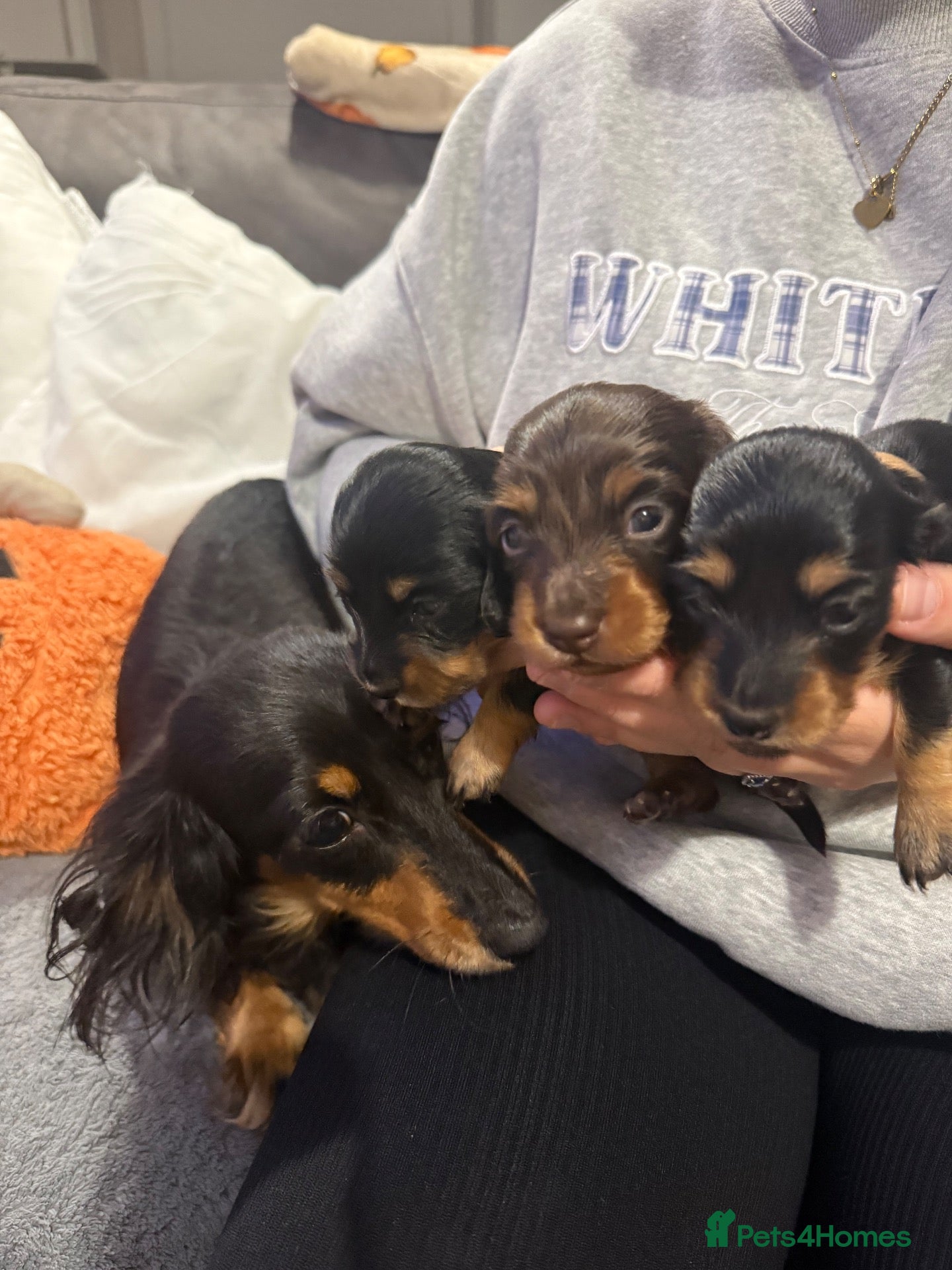 Dachshund dogs 3 Long haired miniature dachshunds - Advert 15