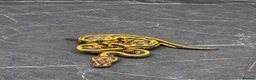 Python Snake reptiles for sale: Baby / Juvenile Ball Pythons  - Advert 6