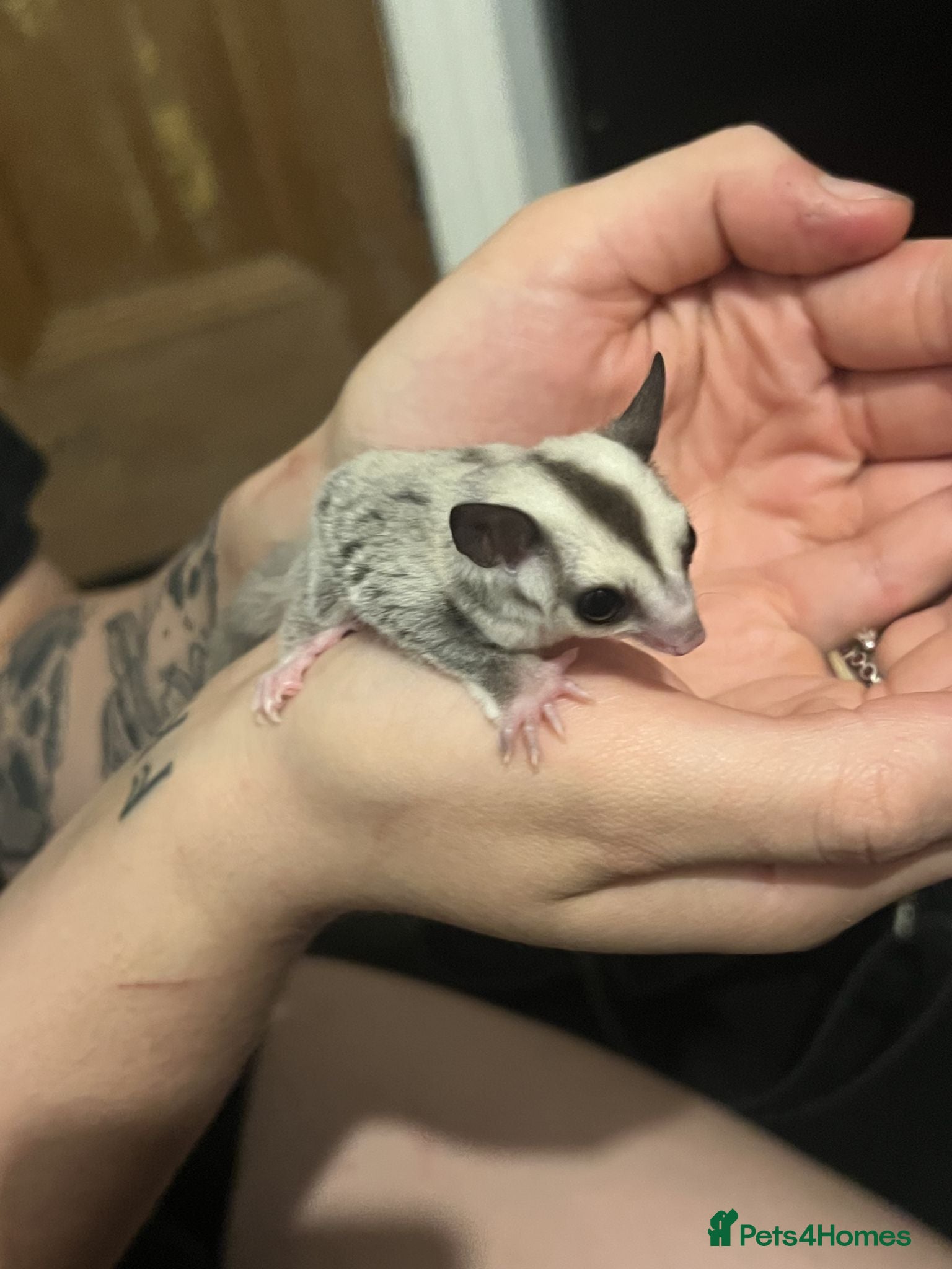Sugar Glider rodents 2 x Sugar Gliders for Sale - Advert 1