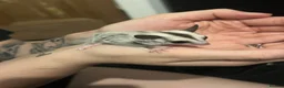 Sugar Glider rodents for sale: 2 x Sugar Gliders for Sale - Advert 1