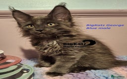 Maine Coon cats for sale: Stunning litter of Maine Coons - ready now! - Image 2