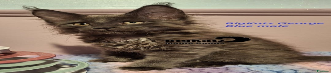 BigKatz George