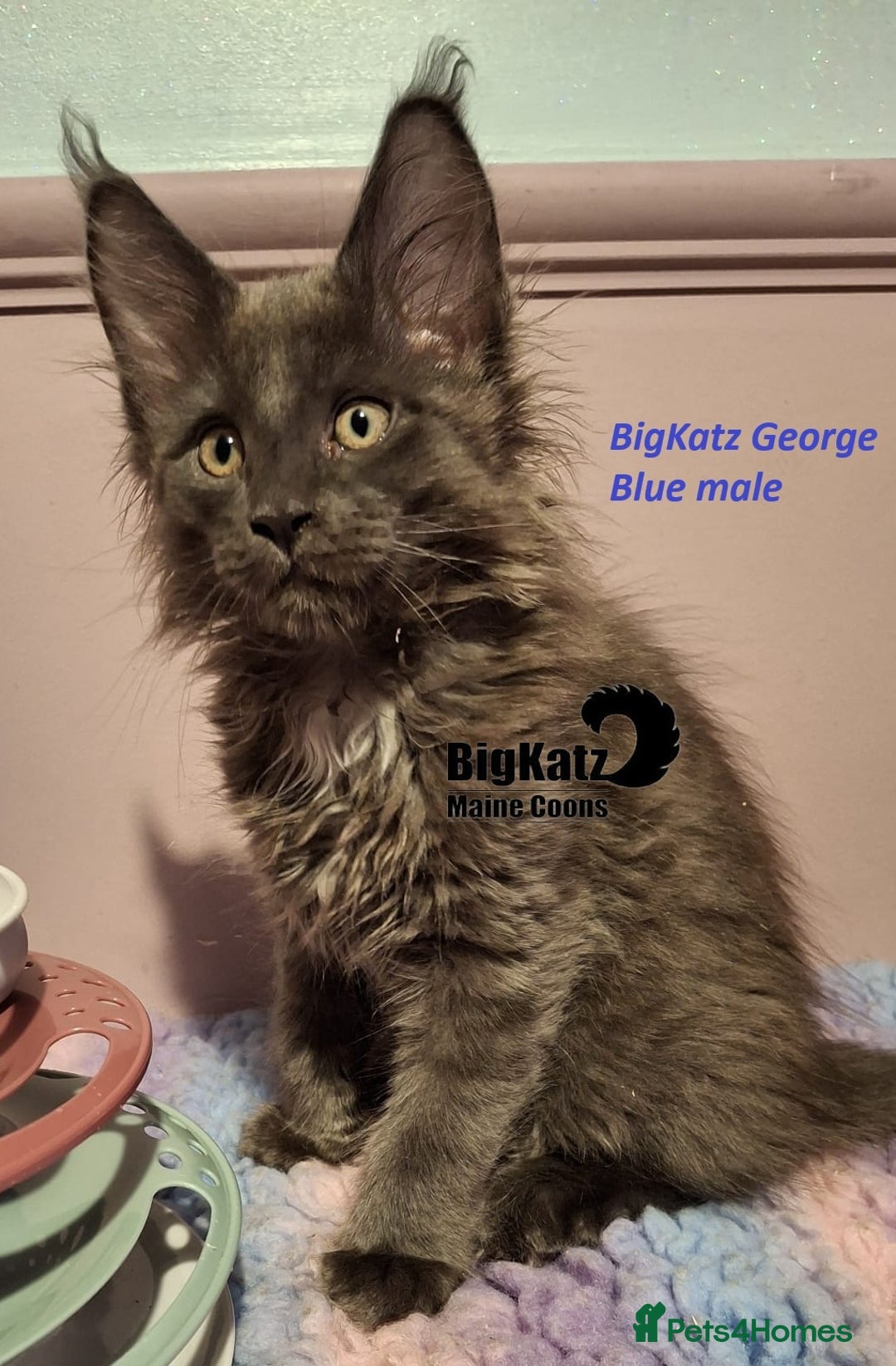 Maine Coon cats for sale: Stunning litter of Maine Coons - ready now! - Image 2
