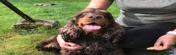 Cocker Spaniel dogs for stud: Health tested show cocker STUD in Ashbourne - Advert 3