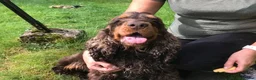 Cocker Spaniel dogs for stud: Health tested show cocker STUD in Ashbourne - Advert 3