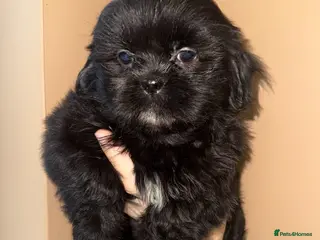 Shih Tzu dogs ❤️Stunning Black Shih Tzu Puppies💚 - Advert 4
