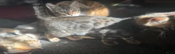 Bengal cats for sale: Bengal kittens  - Advert 7