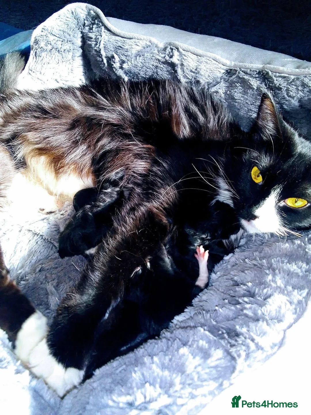 RagaMuffin cats for sale: 7 month old female ragamuffin for sale. - Advert 5
