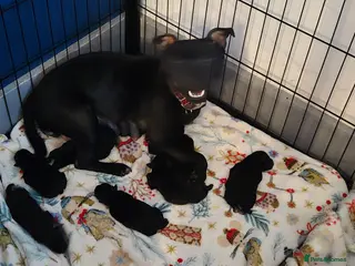 Staffordshire Bull Terrier dogs Black kc registered staffys - Advert 12