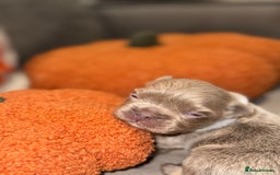 French Bulldog dogs for sale: 3 weeks old Fluffy french bulldog puppies - Image 13