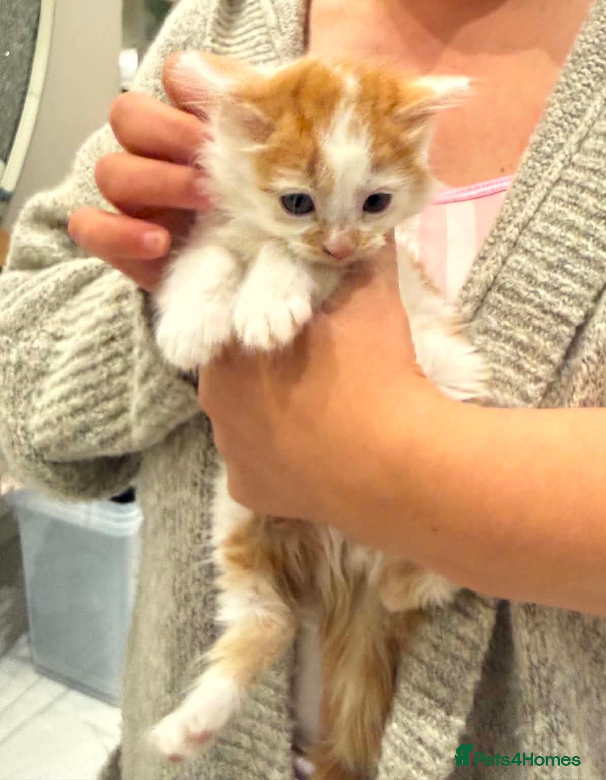 Mixed Breed cats Fluffy long haired male kitten available now - Advert 1