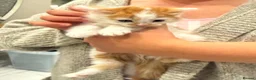 Mixed Breed cats for sale: Fluffy long haired male kitten available now - Advert 1