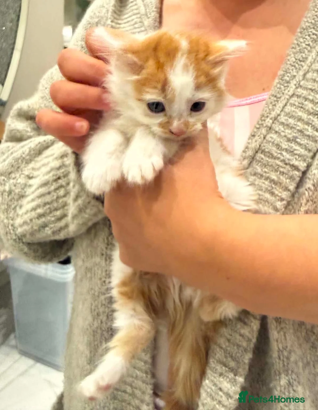 Mixed Breed cats for sale: Fluffy long haired male kitten available now - Advert 1