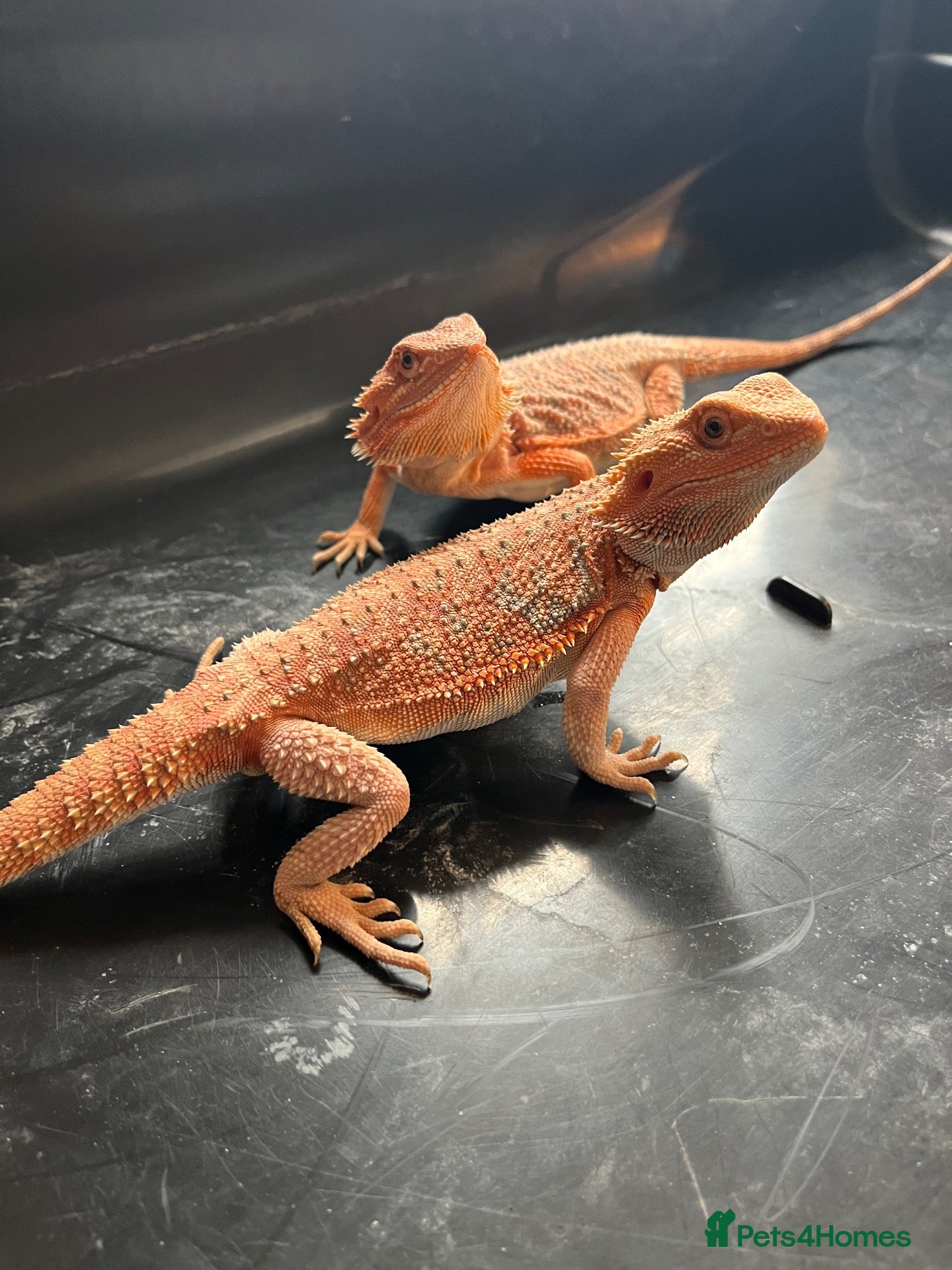 Bearded Dragon reptiles Bearded dragon babies red hypo & orange hypo  - Advert 23