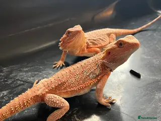 Bearded Dragon reptiles Bearded dragon babies red hypo & orange hypo - Advert 2