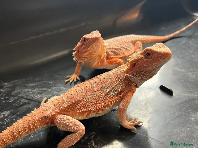 Bearded Dragon reptiles Bearded dragon babies red hypo & orange hypo - Advert 4