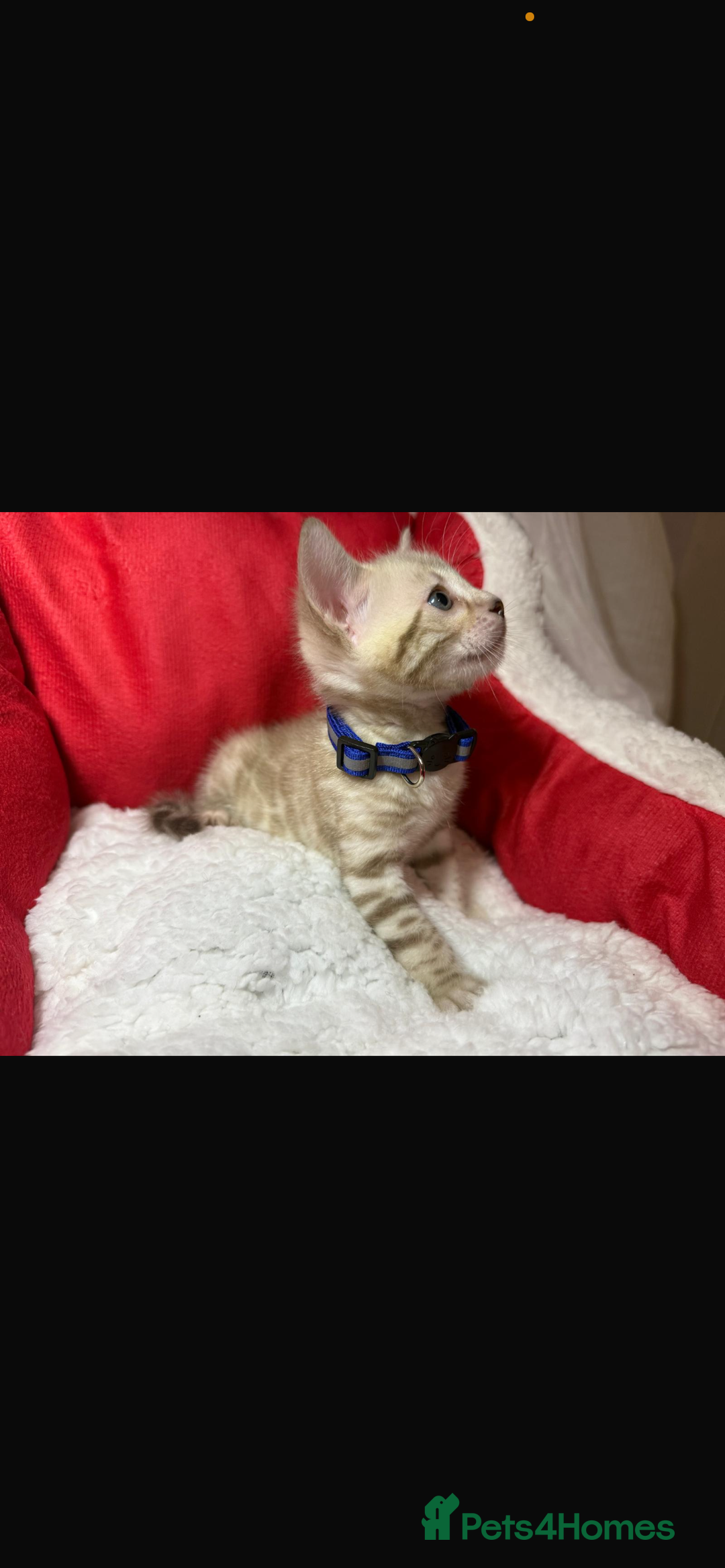 Bengal cats for sale: 🐆Bella's Bengals🐆 - Advert 24