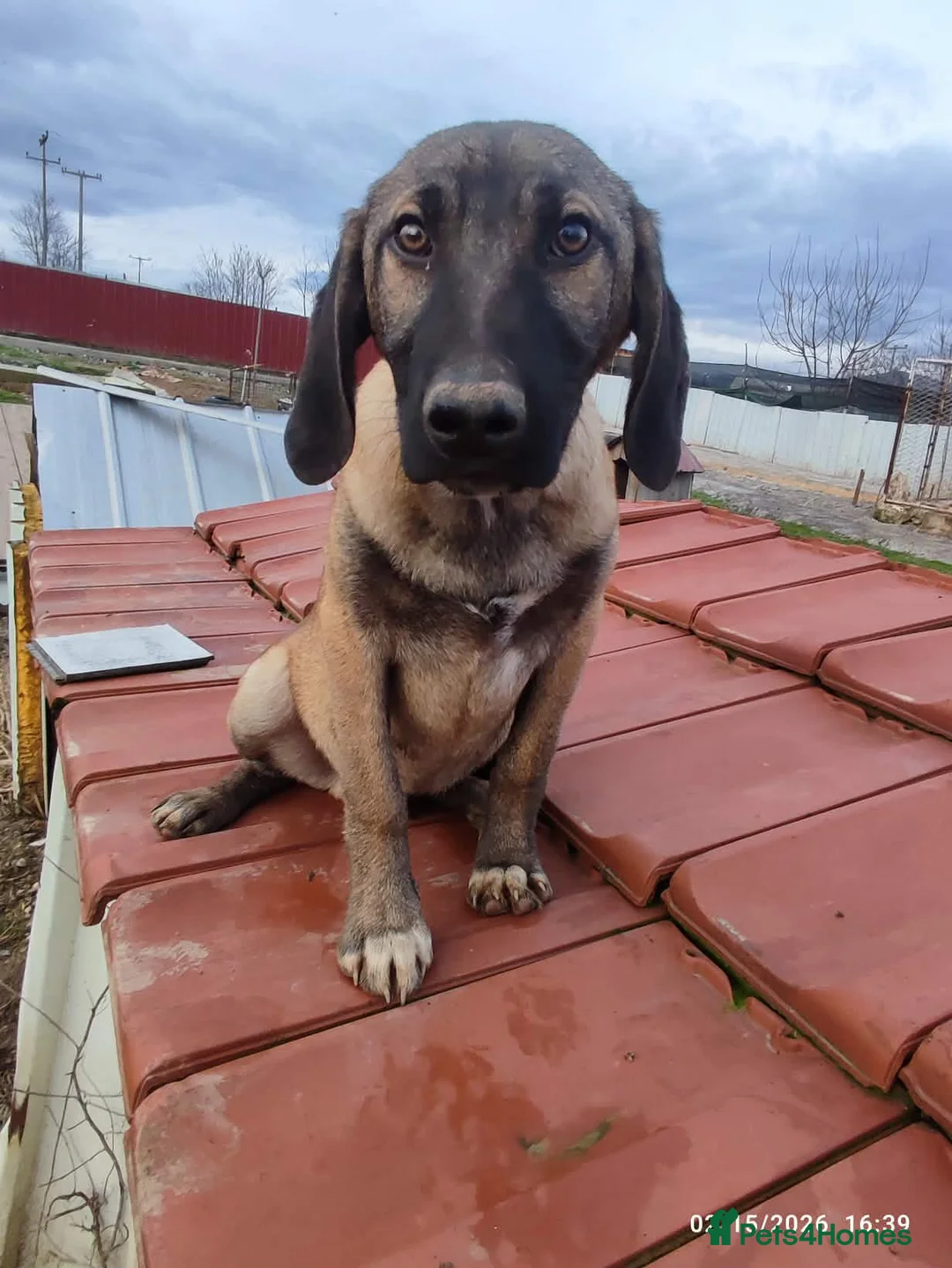 Mixed Breed dogs for adoption: Dexter 5 months Macedonian rescue  - Advert 3