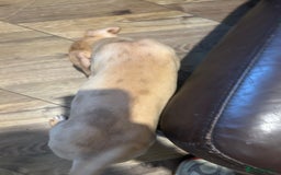 Mastiff dogs for sale: Mastiff X Puppies Looking for Forever Homes - Image 15