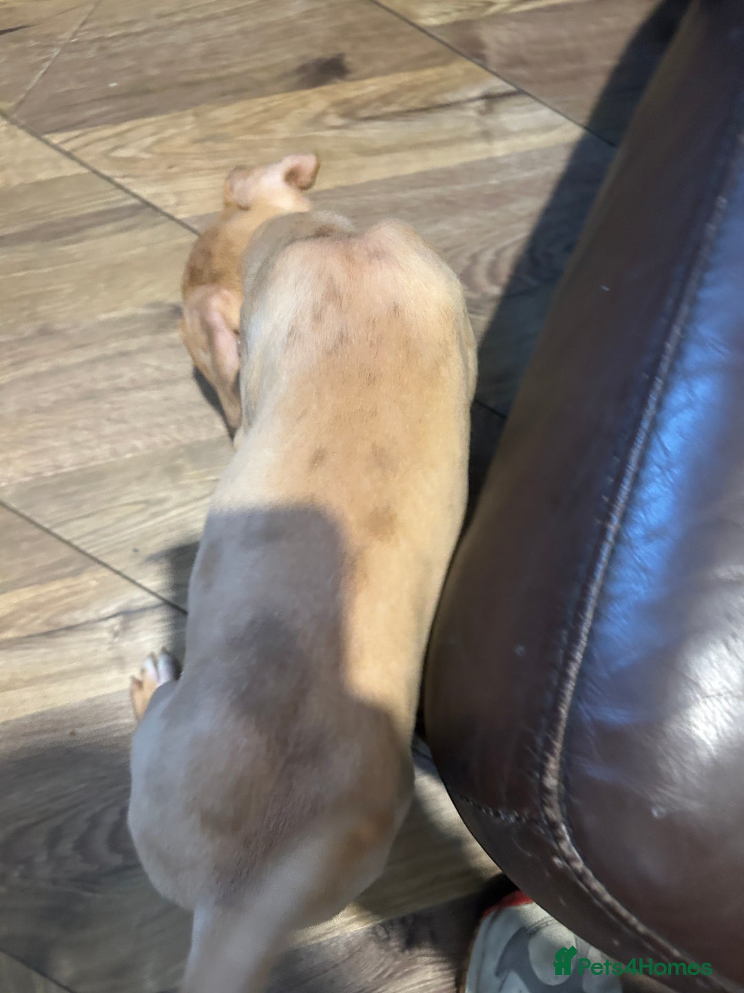 Mastiff dogs for sale: Mastiff X Puppies Looking for Forever Homes - Image 15