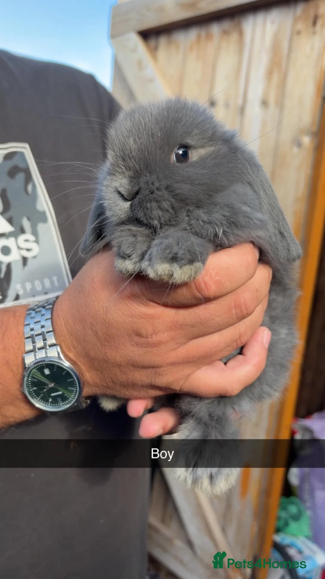 Mini Lop rabbits for sale: Mini lop babies  - Advert 3