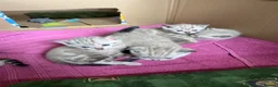 Bengal cats for sale: Stunning Snow Bengal Kittens for Sale  - Advert 17