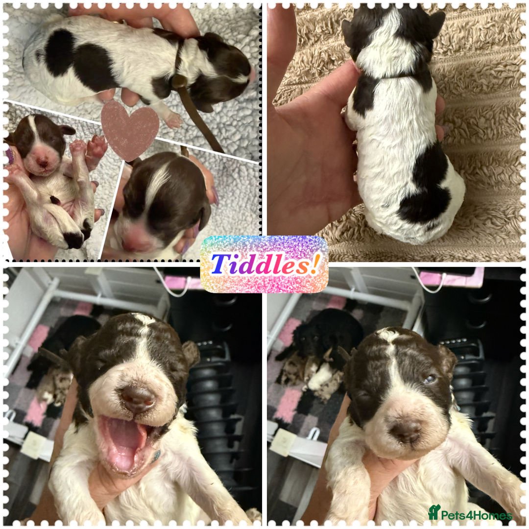 Cockapoo dogs for sale: Beautiful F2b Cockapoo Pups 1F roan available - Advert 1