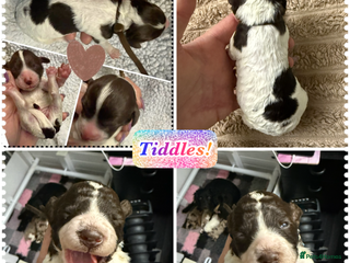 Cockapoo dogs Beautiful F2b Cockapoo Pups 1 roan girl available - Advert 1