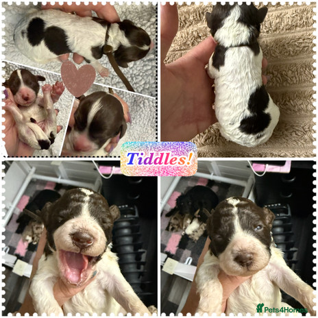 Cockapoo dogs Beautiful F2b Cockapoo Pups 1 roan girl available - Advert 4